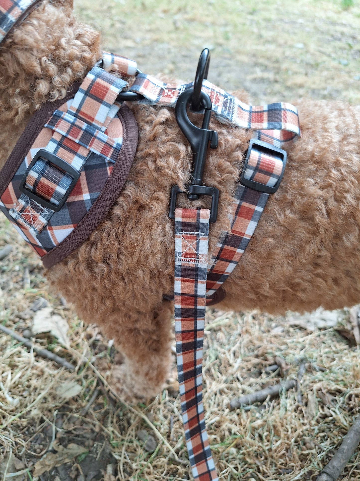 A close-up of a brown curly-haired dog wearing a plaid harness and leash outdoors on grass and dirt.
