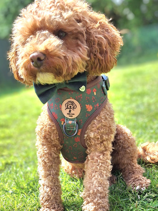 Small ginger poodle wearing a green bow tie and green dog harness with autumn leaves pattern, sat on the grass with a blurred background 