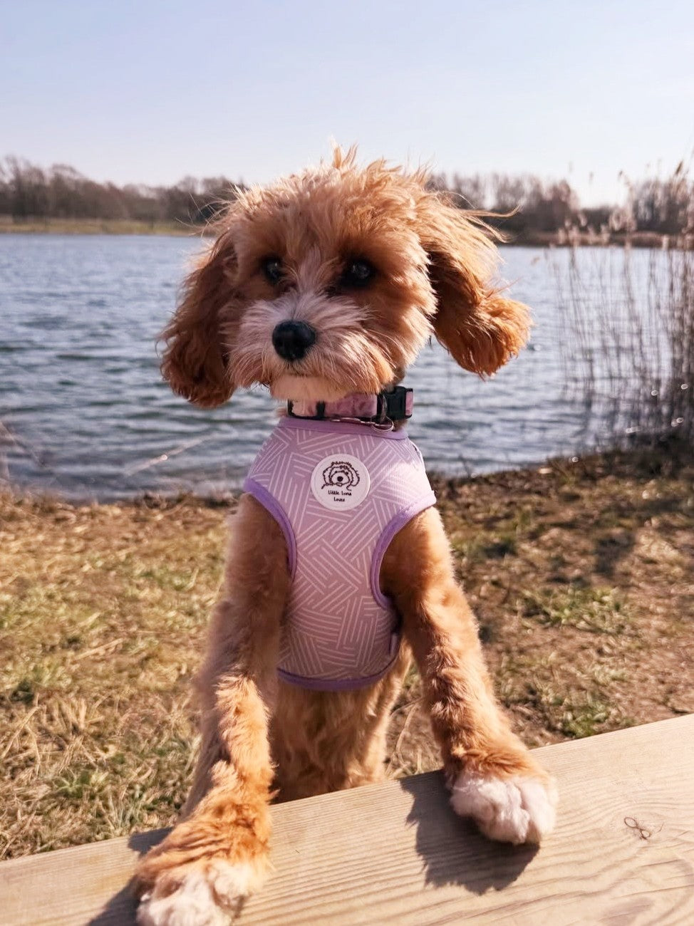 Ginger dog with lake behind wearing a purple neoprene adjustable dog harness