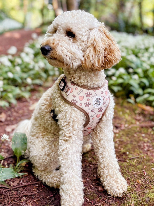 Adjustable Dog Harness - Bone To Be Wild