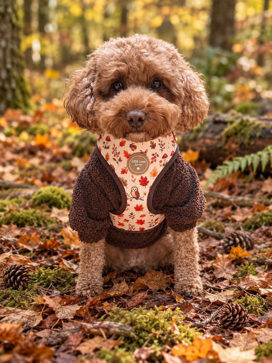 A small brown poodle dog wearing a cozy autumn pet sweater and harness, sitting on a forest floor covered in fallen leaves and pinecones.