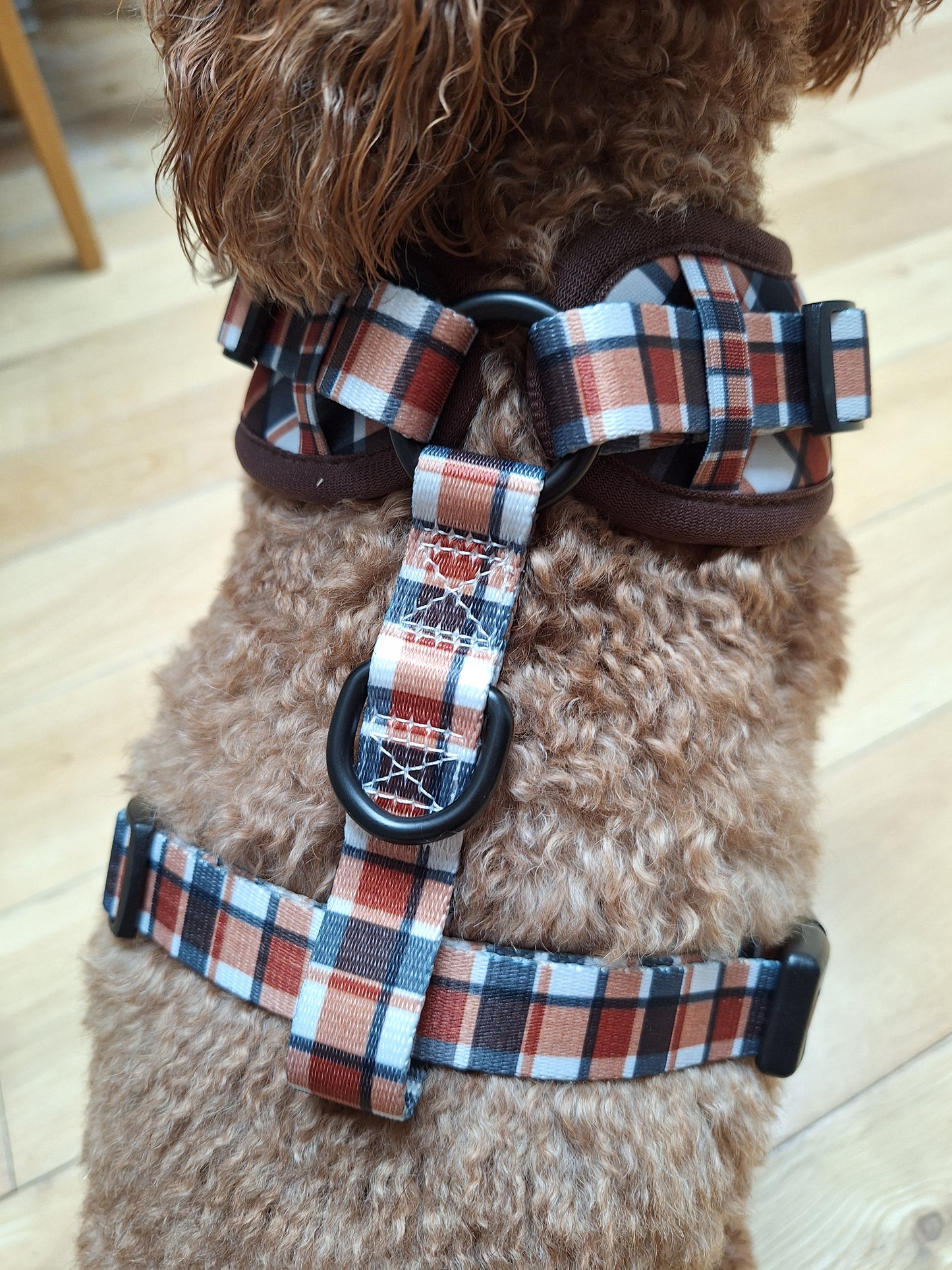 A close-up of a brown poodle wearing a plaid dog harness with black hardware, set against a light wood floor background.