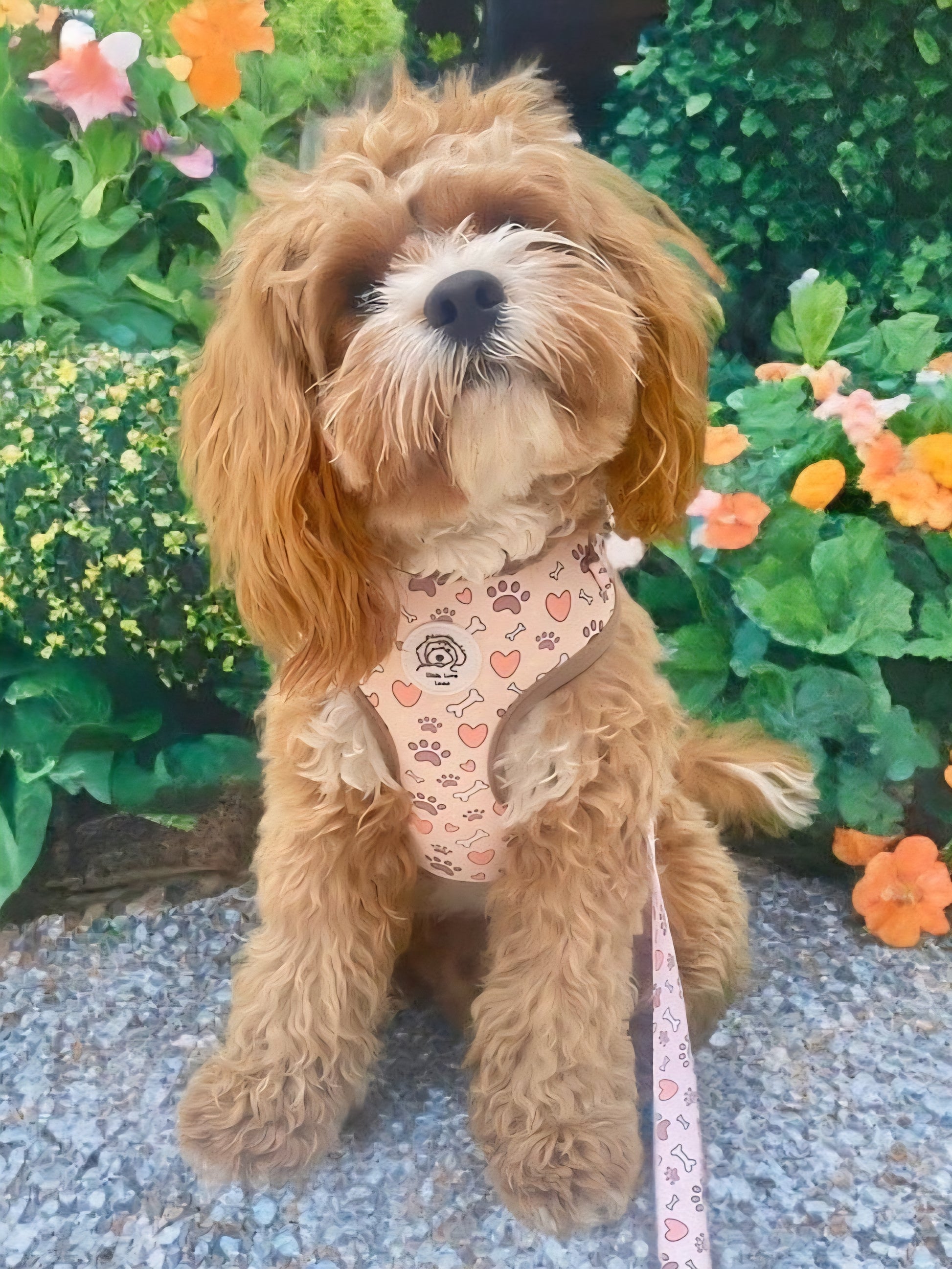 Adjustable Dog Harness in stylish design, shown on a small fluffy dog