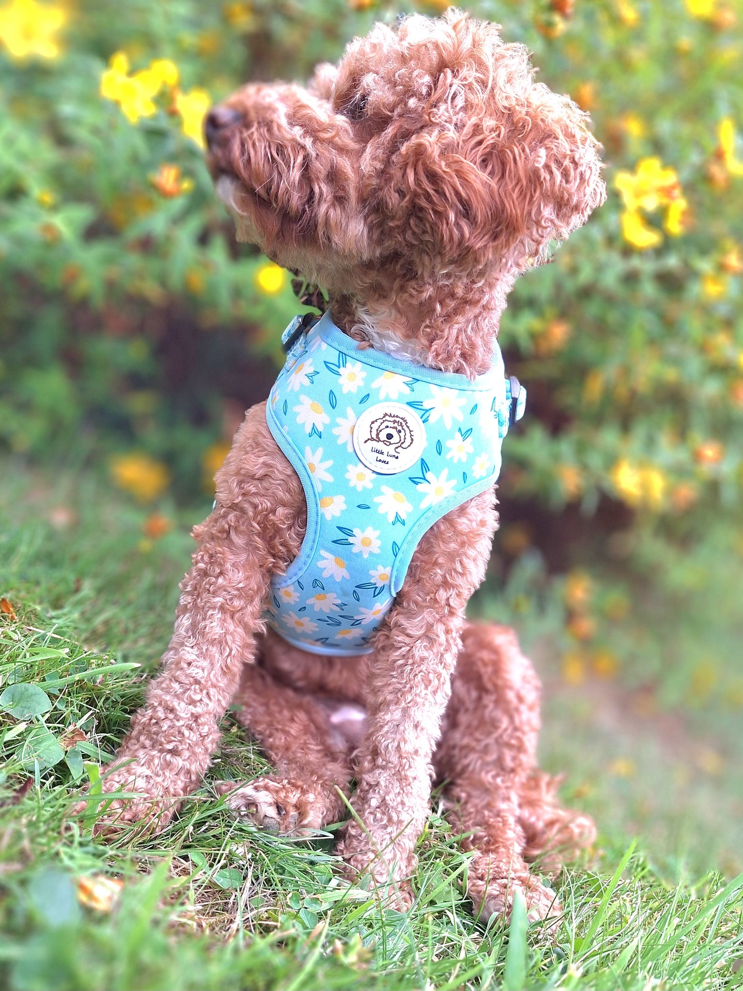 Adjustable Dog Harness - Daisy