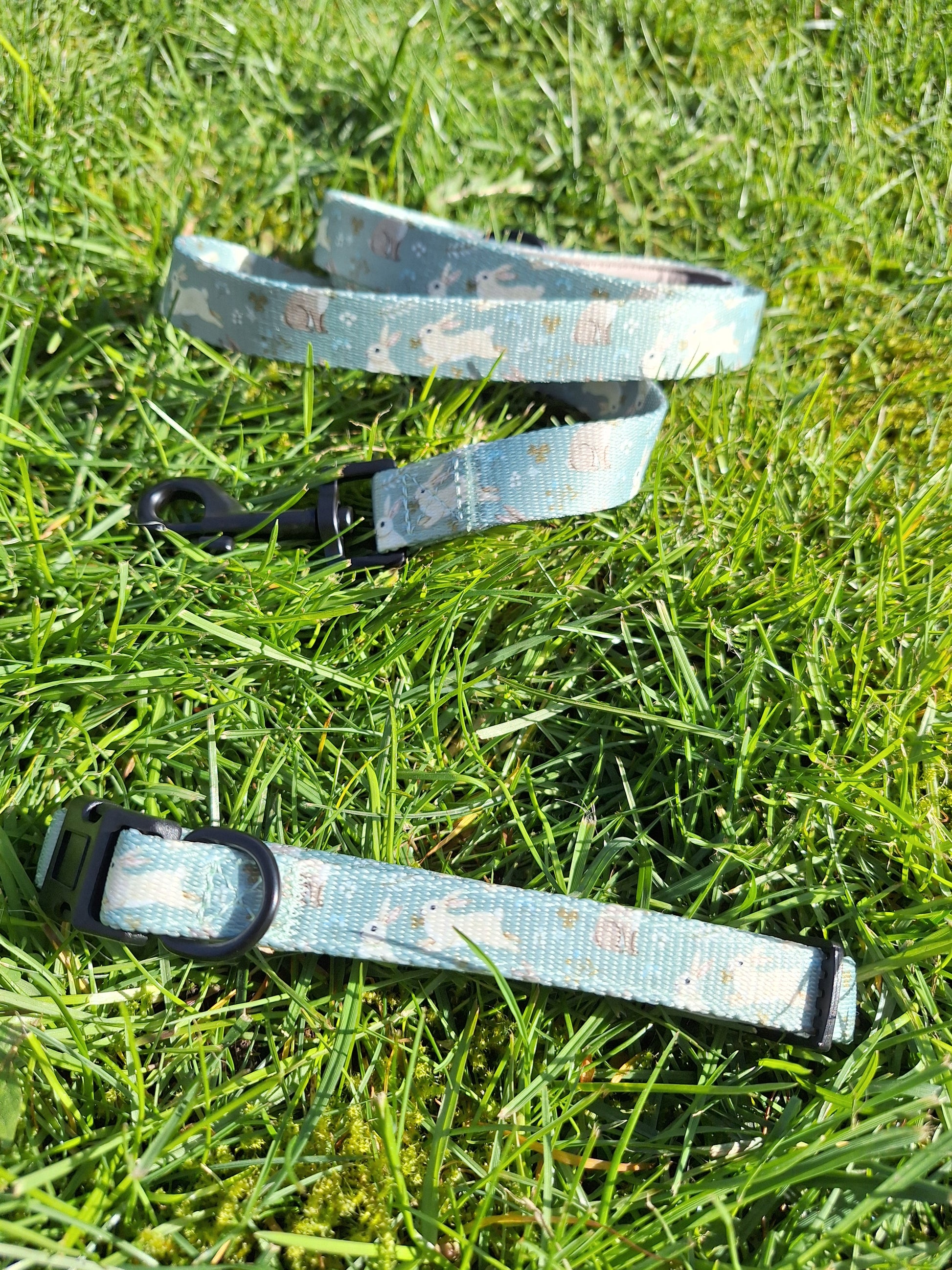 Dog collar and leash set on grass
