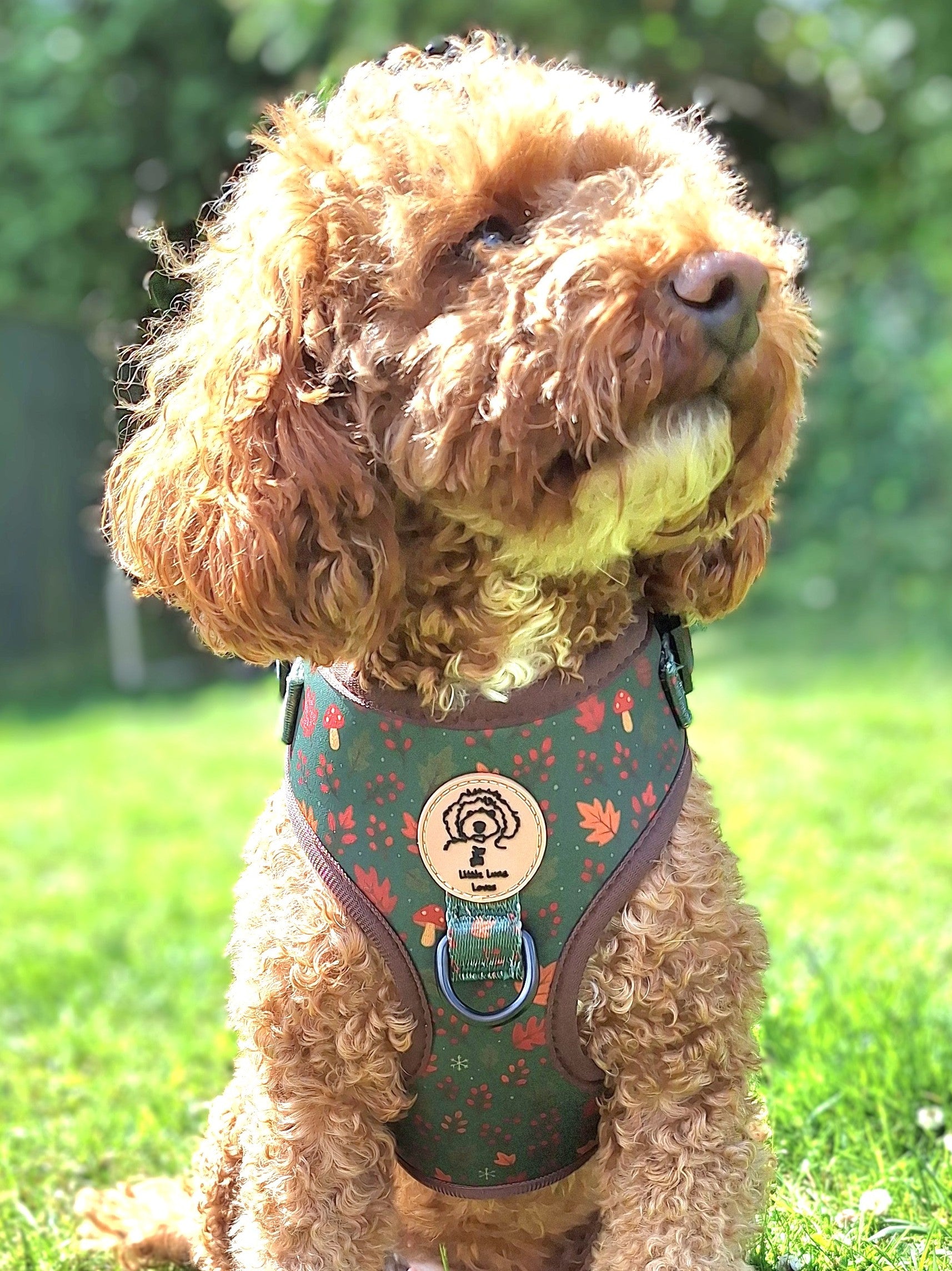Brown dog wearing a patterned harness on grass