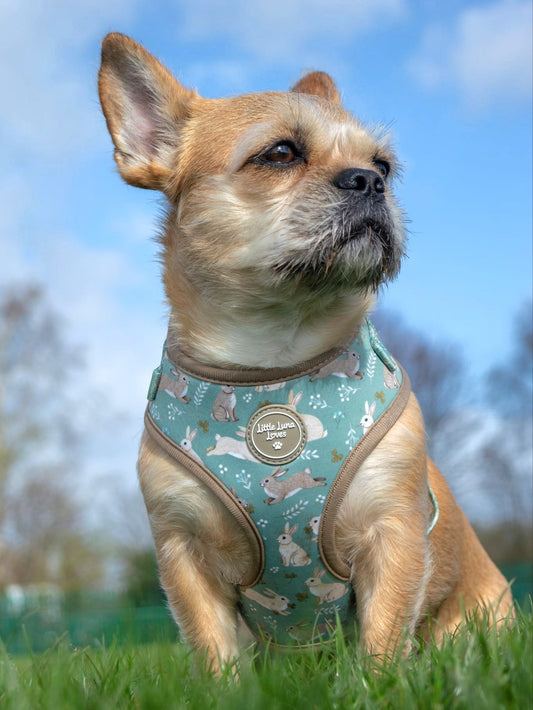 Adjustable Dog Harness - Bouncing Bunnies