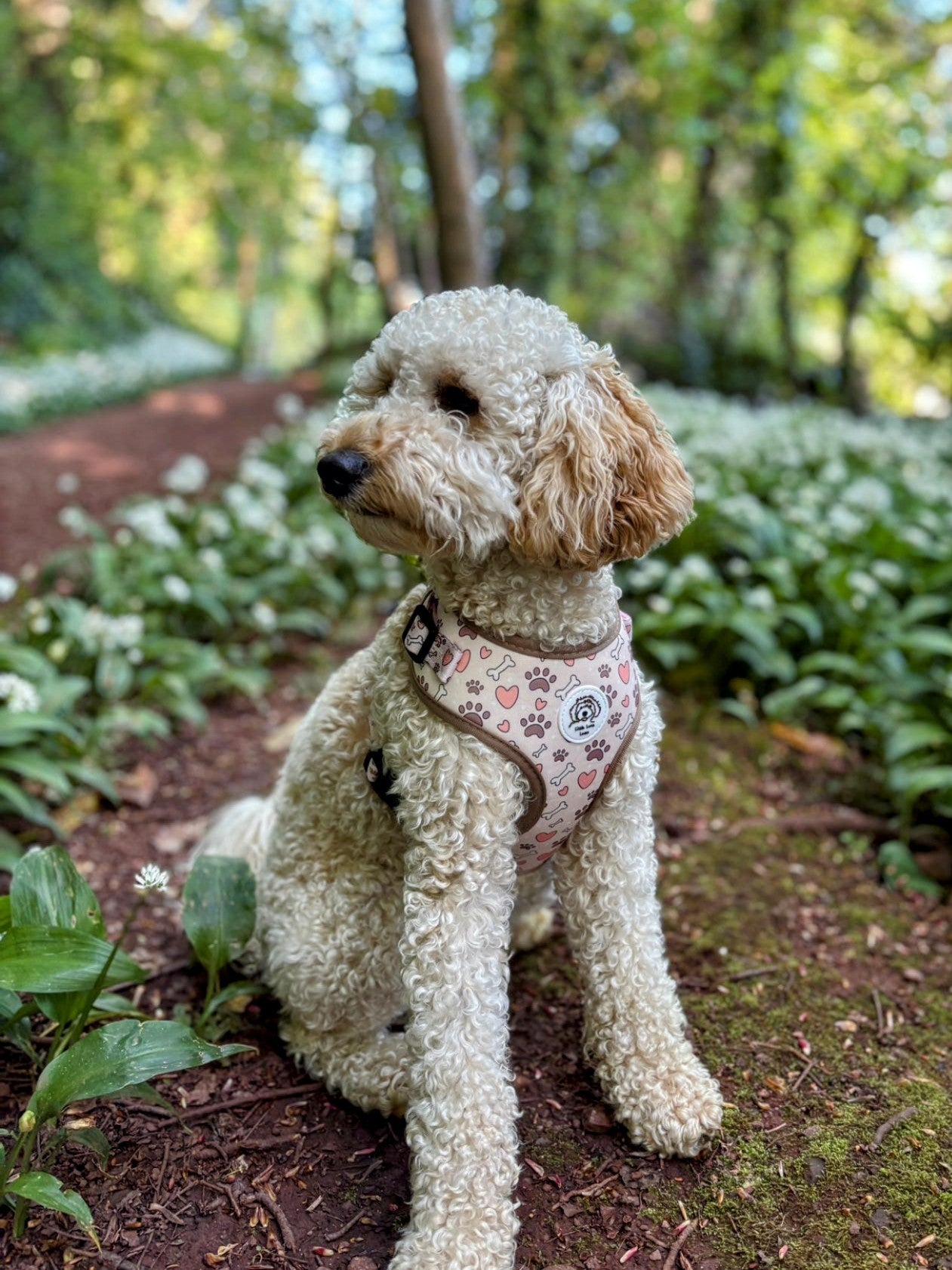 cute dog in the woods wearing an adjustable dog harness