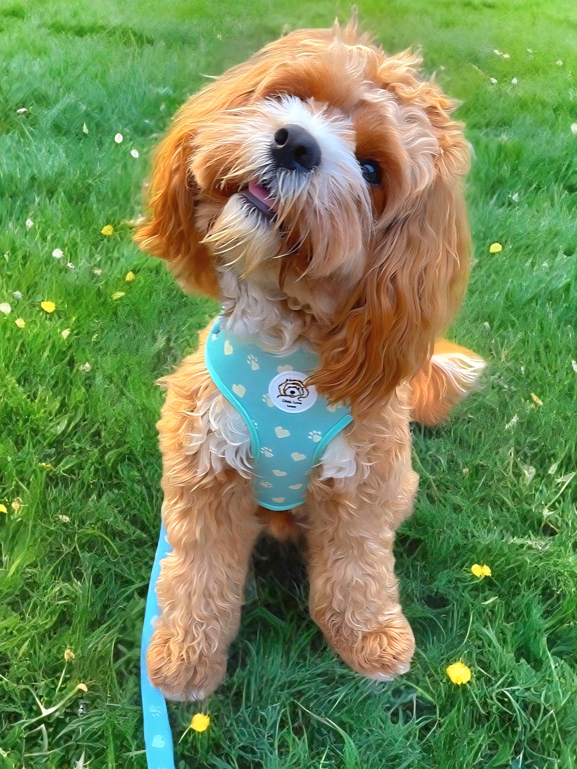 Cavapoo dog sitting on grass wearing a light pastel green adjustable dog harness with paws and hearts design 