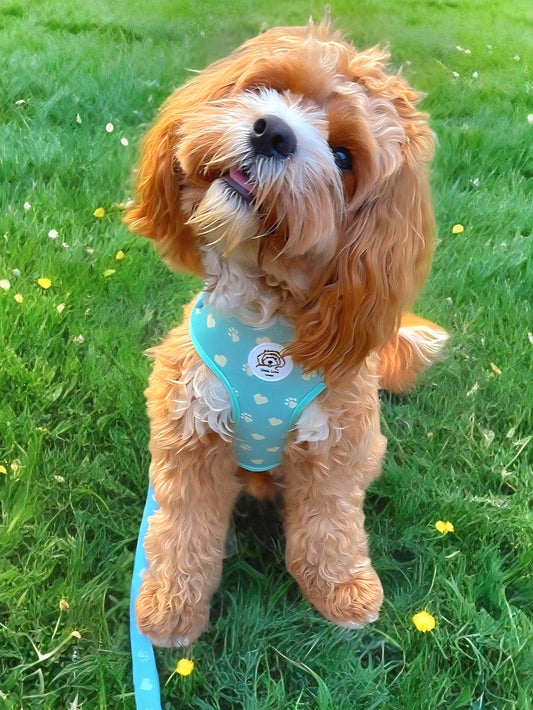 Cavapoo dog sitting on grass wearing a light pastel green adjustable dog harness with paws and hearts design 